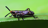 Dictyophorus (Tapesiella) griseus (Reiche & Fairmaire, 1849): male, habitus. (Otu).