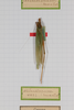 CollectionObject 1506508; 79009009-0d05-445d-bd55-9e1382000405: male, on drawer (syntype). (CollectionObject).