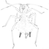 Habitus, dorsal view.: Body of A. gossypii. (Observation).