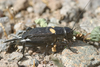 individual from Gran Canaria (Canary Islands). Depicts Gryllus (Gryllus) bimaculatus De Geer, 1773, an Otu.