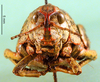 CollectionObject 1502753; 1c96d15b-71f1-4384-8f5c-8247ebf93539, DORSA BA000828S02: female, frontal view (allotype of Nocaracris cyanipes ornatus). (CollectionObject).