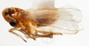 Habitus, lateral view: !! display not done !! on Pissonotus delicatus Van Duzee, 1897: (Observation).