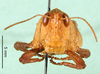 CollectionObject 1502637; 8233817a-52f1-440b-819d-b1aa31dcf777: female, frontal view (syntype). (CollectionObject).