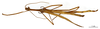 CollectionObject 1587042; d4f01599-8ea2-471a-afe2-c1bc16b96ba5: copyright MNHN, Paris. male (paralectotype). (CollectionObject).