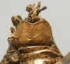 CollectionObject 1534969; a015015c-4df0-4adb-b9ed-50020f00244b: male subgenital plate (lectotype). (CollectionObject).