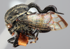 Habitus, lateral view on Evanchon serpentinum (Funkhouser, 1920): (Observation).