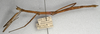 CollectionObject 1558066; c1f36252-7a55-4197-833b-39f3105ba4e9: copyright NMW, Vienna. female, lateral view (syntype). (CollectionObject).;CollectionObject 1558067; fc3270a5-87c5-4759-8194-342181663278: copyright NMW, Vienna. female, lateral view (syntype). (CollectionObject).