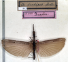 CollectionObject 1559092; NMW 217, 2c014ed2-0d61-47a3-bd22-932cf04472a1: copyright NMW, Vienna. male (syntype). (CollectionObject).