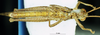 CollectionObject 1581356; e3a7950a-d723-40bf-a475-812891e9b0b0: male, ventral view (paratype). (CollectionObject).