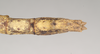 CollectionObject 1563497; NHMUK(SF IMPORT DUPLICATE) 844803, 3f611afb-eec3-4c50-a92f-80e6040aa20b: copyright Natural History Museum, London. female: end of abdomen, dorsal view (paratype). (CollectionObject).