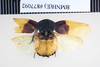 Eucorydia hilaris (Kirby, 1903): Copyright NHM, London. Lectotype male, dorsal view. (Otu).