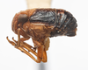 Habitus, lateral view: !! display not done !! on Aphelonema decoratum (Van Duzee, 1908): (Observation).