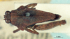 CollectionObject 1575736; 9e878cbf-1809-4b8c-913f-8c37f996ba1c, NHMUK10924461: male, dorsal view (syntype). (CollectionObject).