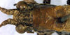 CollectionObject 1532428; 697e4885-e804-4478-91cc-c5fe4e95305a: female head and pronotum, dorsal view (holotype). (CollectionObject).