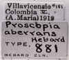 Paraproscopia aberrans (Hebard, 1923): Image C.S. Carbonell. labels (holotype). (Otu).