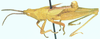 Carinisphena producta Kevan, 1966: male, lateral view. (Otu).