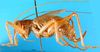 CollectionObject 1502890; 2d342390-1f0a-4e1f-b683-1e96b68525dd: female, lateral view. (CollectionObject).