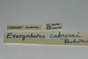 CollectionObject 1577121; 96692933-f22b-4b61-b2e3-41807286870a: labels. (CollectionObject).
