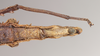 CollectionObject 1559857; NHMUK(SF IMPORT DUPLICATE) 844921, 2b92cc82-ad6b-46c2-a19d-27526138c52f: copyright Natural History Museum, London. female: end of abdomen, ventral view of Pachymorpha hystriculea (holotype). (CollectionObject).