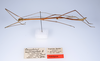 CollectionObject 1557635; 692daa00-b157-45e3-9c28-015a6ef8ad9a: copyright ZMUH, Hamburg. male, lateral view (holotype). (CollectionObject).
