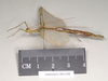 CollectionObject 1563897; f705f437-bad1-41fd-acc8-863f03dff2e0: copyright Natural History Museum, London. female, lateral view (paralectotype). (CollectionObject).;CollectionObject 1563898; 1d1172e3-5c6c-4e2e-80eb-12dffc110707: copyright Natural History Museum, London. female, lateral view (paralectotype). (CollectionObject).