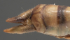 male cerci (paratype). Depicts CollectionObject 1573273; 155ecaee-73ce-4465-8307-0198961e27d6, a CollectionObject.