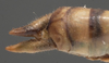 CollectionObject 1573273; 155ecaee-73ce-4465-8307-0198961e27d6: male cerci (paratype). (CollectionObject).