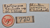 CollectionObject 1553125; NTUC 770, 771, 1c8c75cf-c21c-4d27-b41f-36429b53b69e: copyright NTUC. data labels (syntype). (CollectionObject).;CollectionObject 1553126; d8382005-7e88-4dd5-921e-610e21f33c6a: copyright NTUC. data labels (syntype). (CollectionObject).