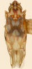 Habitus, dorsal view on Erythroneura pontifex McAtee, 1926: Habitus (allotype by Beamer, KSEM collection). (Observation).