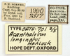 CollectionObject 1577262; OUM 701 2/5, ef6e269c-b58e-4d44-b9a8-341e25a45f17: labels (syntype of Acanthalobus longinotus). (CollectionObject).
