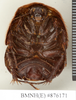 CollectionObject 1573062; NHMUK(SF IMPORT DUPLICATE) BMNH(E) 876170'''''', bb448d59-2de3-432b-92b6-43f4d7b594f1: Copyright Natural History Museum, London. Syntype (female) in BM(NH). Ventral view. (CollectionObject).