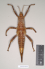 CollectionObject 1557602; 44a43d9c-40e7-4456-8af1-b89668b5bf56: copyright Natural History Museum, London. female (syntype). (CollectionObject).;CollectionObject 1557603; c66fc09a-202d-49a8-b18e-b49c13d04105: copyright Natural History Museum, London. female (syntype). (CollectionObject).