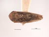 Habitus, dorsal view on Deltocephalus contrerasi Van Duzee, 1923: (Observation).