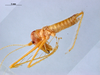 CollectionObject 1566932; 2058b233-de48-436e-a7db-b22f7156800e: male, lateral view (holotype). Parque Nacional do Pau Brasil, Porto Seguro, Brazil. (CollectionObject).