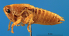 CollectionObject 1502055; 86106bf5-d01a-42d1-a33f-49b01a7f9b03: male, lateral view (paratype). (CollectionObject).