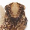 Head: !! display not done !! on Protrocha orbiculata (Ball, 1935): (Observation).