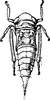 Nymph: !! display not done !! on Chlorotettix meriscus Cwikla, 1987: (Observation).