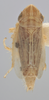Habitus, dorsal view: Dorsal. (Observation).
