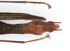 CollectionObject 1560333; 9e58c4eb-c85e-4ddc-9e51-df1ecc386824: copyright MNHU, Berlin. female: head & thorax, dorsal view (paratype). (CollectionObject).