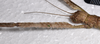 CollectionObject 1598194; QM T246604, f25ba443-f74d-4cfe-b81a-ad7eb39949d7: copyright QM. female showing serration detail, fore femora (holotype). (CollectionObject).