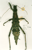 CollectionObject 1558879; c1a02a5b-79f7-4335-8b06-14462d9c4ada: copyright RMNH, Leiden. female (paratype). (CollectionObject).