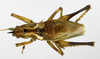 CollectionObject 1597527; a7c0e012-65bb-492c-a82a-ba39a8458d89: male, dorsal view. (CollectionObject).