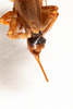 CollectionObject 1536896; 6d156eca-a4d3-4b4b-8899-f1b3c511cbd1: female, dorsal view (syntype). (CollectionObject).
