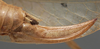 CollectionObject 1505711; b91f3227-0872-4962-a35d-5a9bd80c3888: female ovipositor (holotype). (CollectionObject).