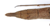 CollectionObject 1560184; 9007c212-293e-4129-85ac-38d1f978f763: copyright ZMB, Berlin. female: end of abdomen, dorsal view (holotype). (CollectionObject).
