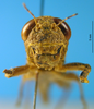 CollectionObject 1505370; 939d45b6-a1f9-4eda-b34e-04115791fd5b: female, frontal view (holotype). (CollectionObject).