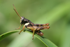 Parepistaurus deses Karsch, 1896: male. (Otu).