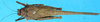 CollectionObject 1501896; feb3143b-3479-48ea-bc7c-cff17f0df478: female, dorsal view. (CollectionObject).