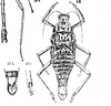 CollectionObject 1557005; 75887049-26ca-4ebc-a0a3-586a039ef5c2: from original publication. female Paradoxomorpha bruchi (holotype). (CollectionObject).