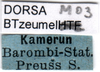 CollectionObject 1501756; e358500c-93fb-4b45-b9bd-889c9d607645, DORSA BTzeumelM03: labels. (CollectionObject).